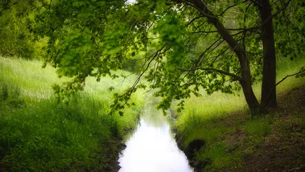 Serene Stream Through Lush Green Forest Canopy - free nature wallpaper 5056×2844
