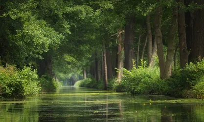 Serene Tree-Lined Canal With Reflective Water - free nature wallpaper 6000×3595