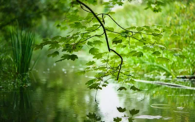 Serene Water Scene with Overhanging Maple Branches - free nature wallpaper 5824×3640