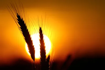 Wheat Heads Silhouetted Against Golden Sunset - free nature wallpaper 6000×4000