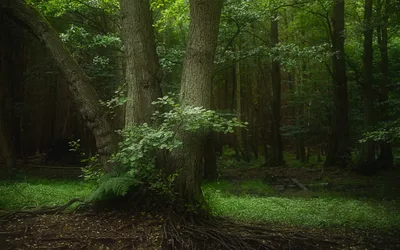 Dense Forest Grove With Tall Trees and Green Undergrowth - free nature wallpaper 6144×3840