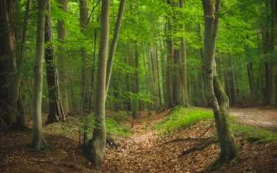 Forest Path Through Dense Beech Trees in Spring - free nature wallpaper 6144×3840