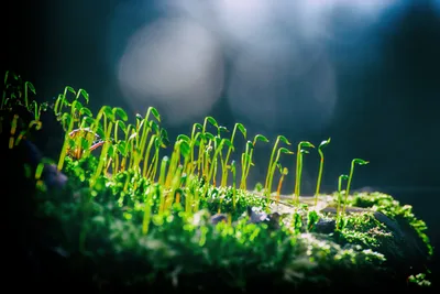 Moss and Sporangia with Blurred Bokeh Background - free nature wallpaper 5119×3417