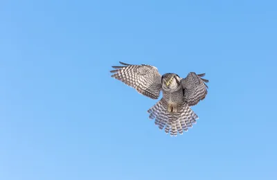 Northern Hawk Owl in Flight Against Clear Blue Sky - free animals wallpaper 2048×1332