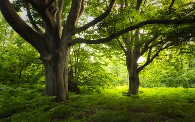 Ancient Trees Towering Over Lush Forest Floor - free nature wallpaper 6088×3805
