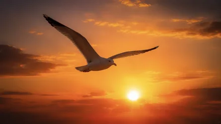 Seagull Flying at Sunset Over Ocean - free wallpaper 2048×1151