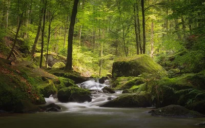 Mountain Stream Through Lush Forest With Moss-Covered Rocks - free wallpaper 5898×3686