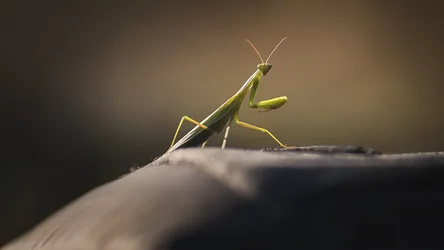 Green Praying Mantis on Branch Macro Photography - free animals wallpaper 3623×2038