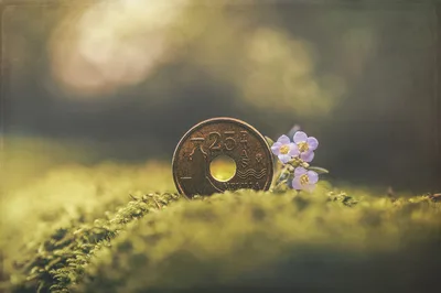 Coin and Delicate Flowers on Moss - free photography wallpaper 6048×4024