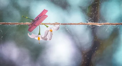 Pink Flowers and Clothespin on Rainy Wire - free photography wallpaper 5120×2763