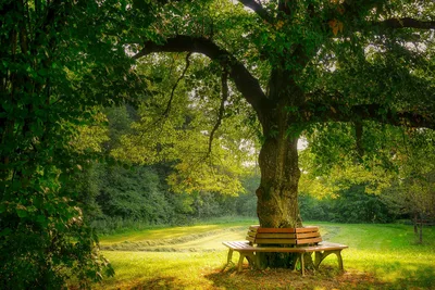 Bench Under Arching Tree in Sunlit Park - free nature wallpaper 1920×1280