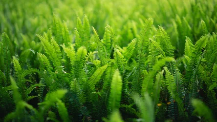 Lush Green Fern Field in Close-Up Detail - free nature wallpaper 2880×1620