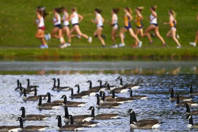Runners on Grass with Geese in Water - free people & portraits wallpaper 5120×3413