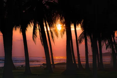 Tropical Sunset Through Palm Tree Silhouettes - free wallpaper 3946×2631