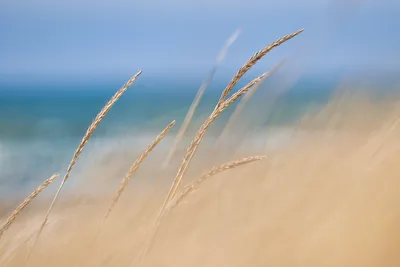 Golden Beach Grass Swaying Over Sandy Shore - free wallpaper 5120×3413