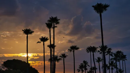 Palm Trees Silhouetted Against Golden Sunset Sky - free wallpaper 5120×2880