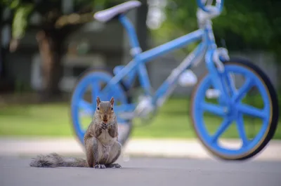 Squirrel Standing Before Blue Bicycle on Path - free animals wallpaper 6144×4071