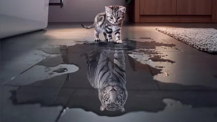 Kitten's Reflection Shows Hidden Tiger Nature - free animals wallpaper 1920×1080