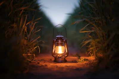 Glowing Lantern in a Cornfield at Dusk - free photography wallpaper 6138×4092