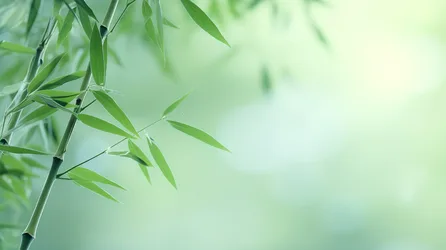 Fresh Green Bamboo Leaves with Soft Blurred Background - free nature wallpaper 2912×1632