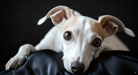 Adorable White and Brown Dog Portrait on Black Background - free animals wallpaper 2048×1117