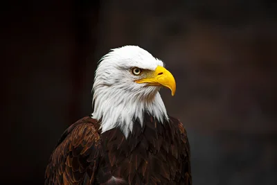 Bald Eagle Portrait Against Dark Background - free animals wallpaper 2000×1335