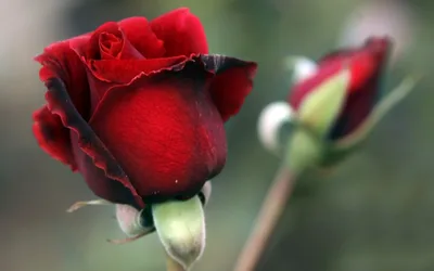 Deep Red Rose in Full Bloom with Buds - free wallpaper 1920×1200