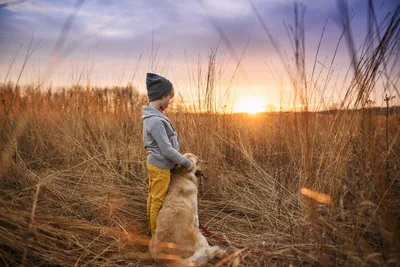 Child and Dog in Golden Sunset Field - free people & portraits wallpaper 6016×4016