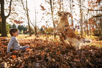 Child and Dog Playing in Autumn Leaves - free people & portraits wallpaper 6016×4016
