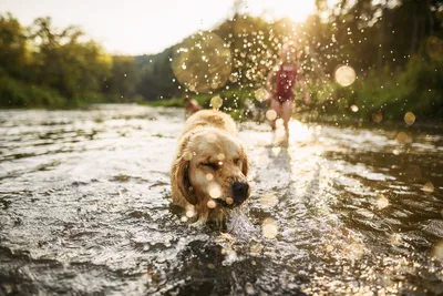 Golden Retriever Splashing in River at Sunset - free people & portraits wallpaper 6016×4016