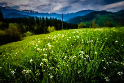 Alpine Meadow With White Flowers and Mountain Range - free wallpaper 2560×1709
