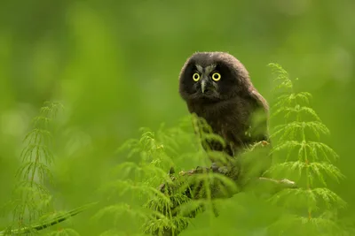 Small Black Owl Perched Among Green Conifer Branches - free wallpaper 2000×1333