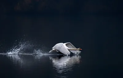 White Swan Taking Flight Across Dark Water - free animals wallpaper 2048×1300