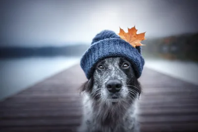 Dog Wearing Blue Beanie Hat by Autumn Lake - free animals wallpaper 5935×3957