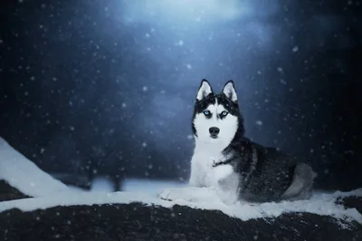 Husky Dog in Winter Snowstorm - free animals wallpaper 6016×4016
