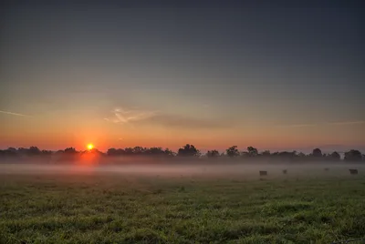 Misty Sunrise Over Pastoral Meadow With Grazing Cattle - free wallpaper 7368×4924