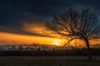 Bare Tree Silhouette Against Golden Sunset Sky - free wallpaper 4443×2943