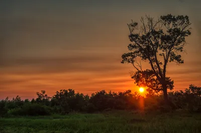 Tall Tree Silhouette Against Golden Sunset Over Savanna - free wallpaper 4928×3264