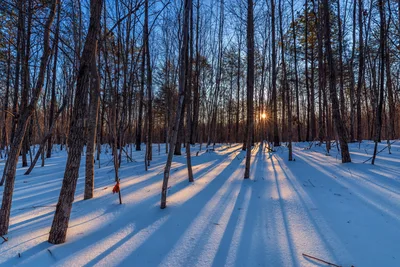Winter Forest Sunset with Long Tree Shadows - free wallpaper 7360×4912