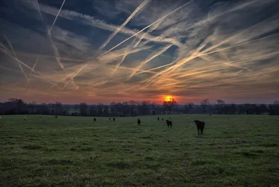 Cattle Grazing at Sunset With Contrails in Sky - free landscapes wallpaper 7368×4924