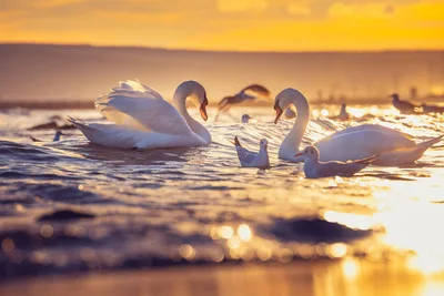 White Swans Swimming at Golden Sunset on Water - free wallpaper 2560×1708