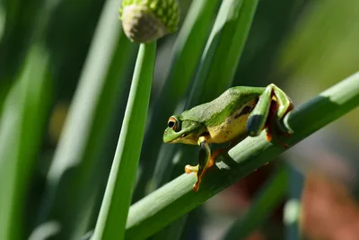 Green Tree Frog Perched on Plant Stem - free animals wallpaper 3072×2051