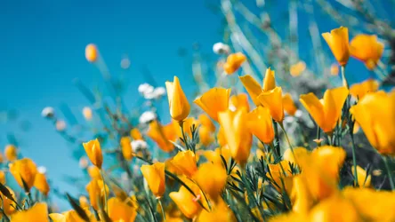 Bright Yellow Flowers Against Clear Blue Sky - free nature wallpaper 3840×2160