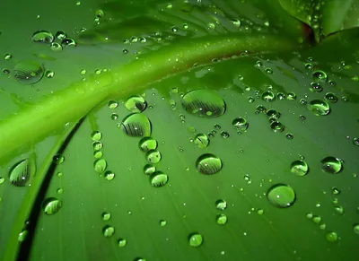 Water Droplets on Green Leaf Surface - free nature wallpaper 2064×1504