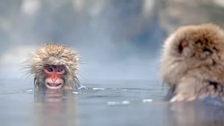Japanese Macaques Bathing in Hot Spring Water - free animals wallpaper 1920×1080