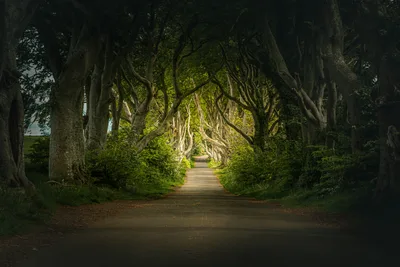 Tree-Lined Country Road Through Green Canopy - free landscapes wallpaper 6000×4000