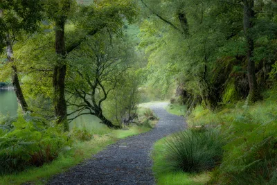 Lush Forest Path Along Tranquil Water - free landscapes wallpaper 6240×4160