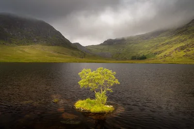 Solitary Tree in Mountain Lake with Misty Peaks - free landscapes wallpaper 6102×4068