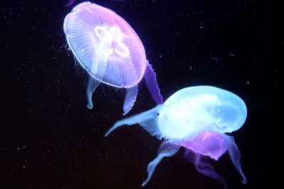 Bioluminescent Jellyfish Swimming in Deep Ocean - free animals wallpaper 3072×2048