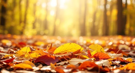 Autumn Forest Floor with Fallen Golden Leaves - free nature wallpaper 4000×2181